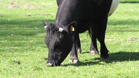 Cow grazing in The Netherlands Stock Footage 74704645
