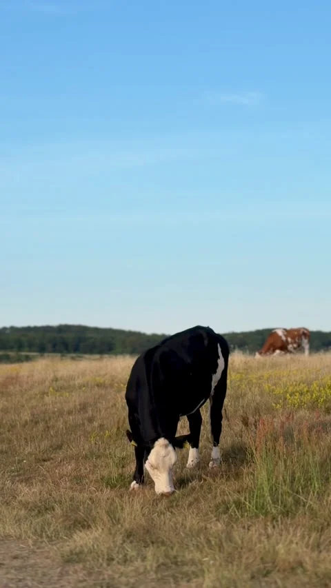 Cow grazing in open field under blue sky Stock Footage 339490850