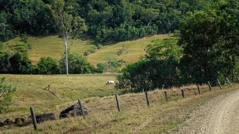 Cow Grazing In A Paddock Stock Photos