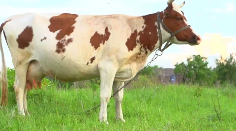 Cow grazing on pasture Stock-Footage 59082051