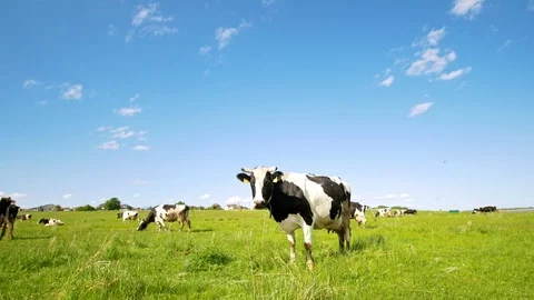 Cow grazing on the pasture looking at camera in sunny summer day Stock Footage 90662517