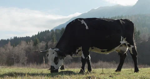 Cow grazing peacefully Stock Footage 305162312