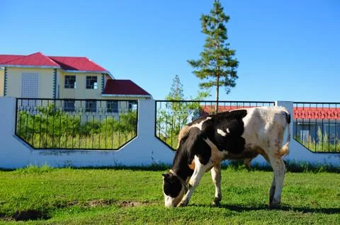 Cow grazing Stock Photos