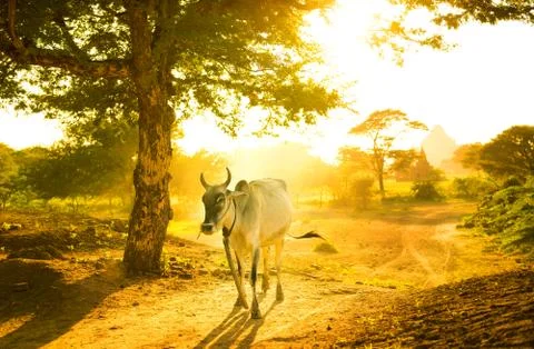 Cow grazing Stock Photos