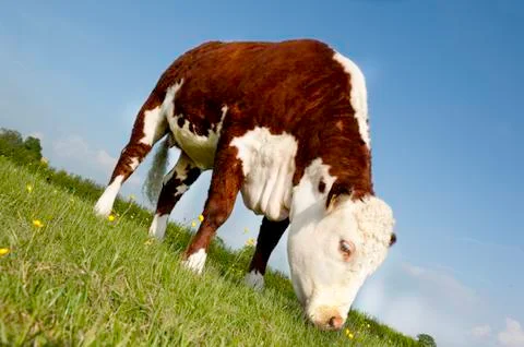 Cow grazing Stock Photos
