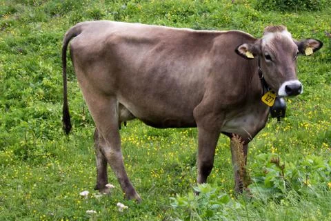 Cow grazing Foto stock