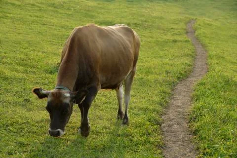 Cow grazing Stock Photos