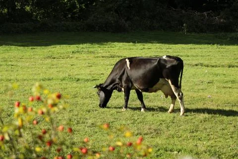 Cow grazing Stock Photos