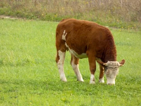 Cow Grazing Foto stock