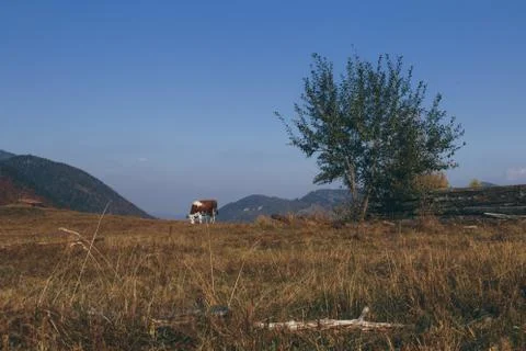 Cow grazing Stock Photos