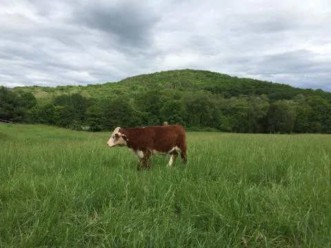 Cow Grazing Stock Photos