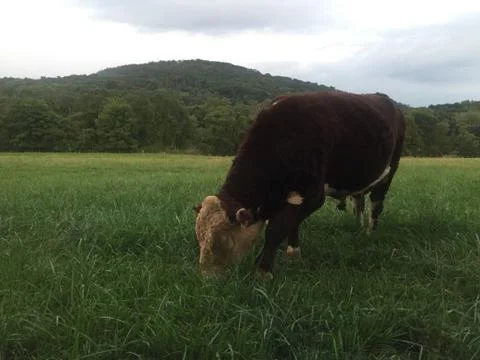 Cow Grazing Stock Photos
