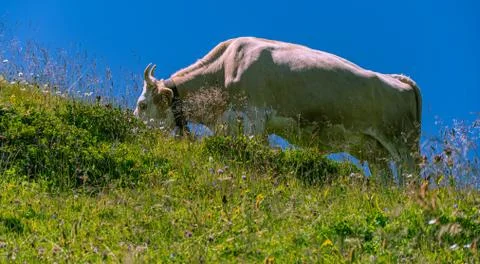 Cow grazing Stock Photos