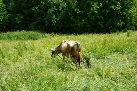 Cow grazing Stock Photos