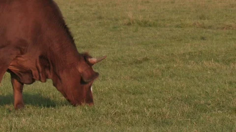 Cow grazing screen LFT Stock Footage 501269