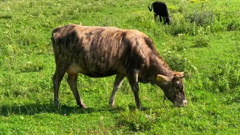 Cow grazing side view in a green pasture in Ushguli, Svaneti, Georgia Stock Footage 343772784