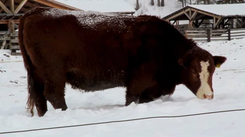 Cow grazing in snow Stock Footage 2322862