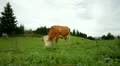 cow grazing steadicam HD видео футажи