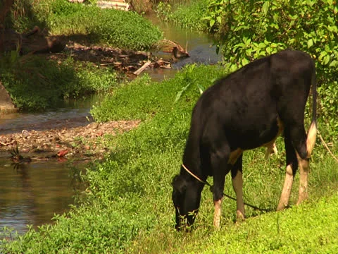 Cow grazing by a stream Stock Footage 25946636