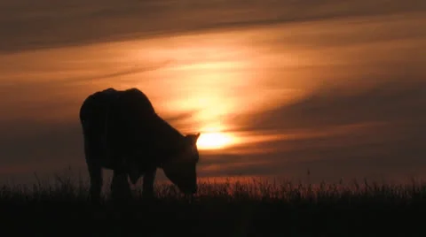 Cow grazing at sunset Stock Footage 25648311