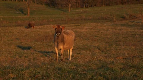 Cow grazing at sunset 库存影片 97763719