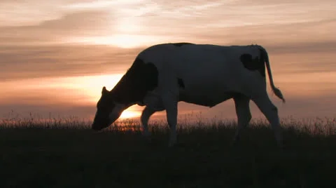 Cow grazing at sunset, walking Stock Footage 25647291