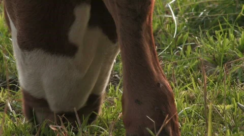 Cow grazing through legs Stock Footage 511197