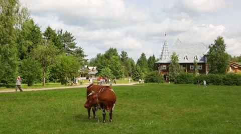 Cow grazing in a tourist complex Upper Mandrogi Stock Footage 68691093