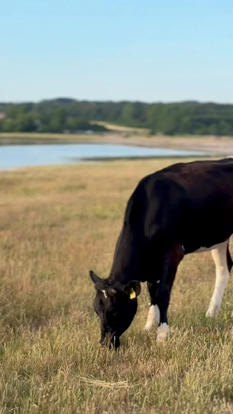 Cow grazing by the water 库存影片 339490778