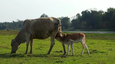 Cow Grazing While Calf Nursing in Green Pasture Stock Footage 327609232