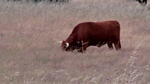 Cow grazing#1 Stockbeeldmateriaal 48053171