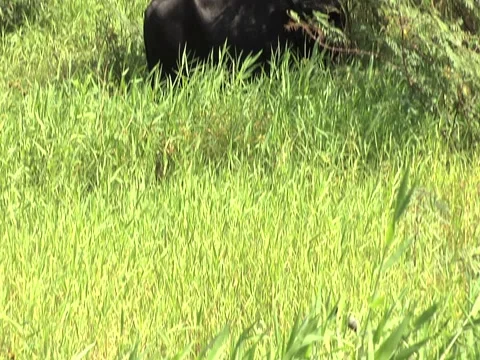 Cow Grazing2 Stock Footage 2311265