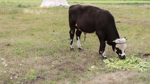 Cow grazing.Young black and white bull eating fresh green food on the field Stock Footage