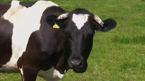 A cow in a green field Video stock 24662609