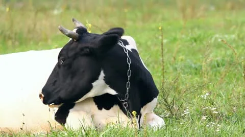 Cow on green grass Video stock 22057576