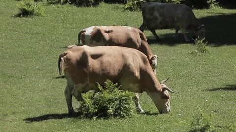 Cow on green grass Stock-Footage 54269874