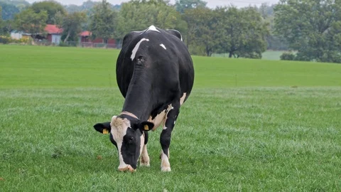 Cow on green grass Video stock 127103658