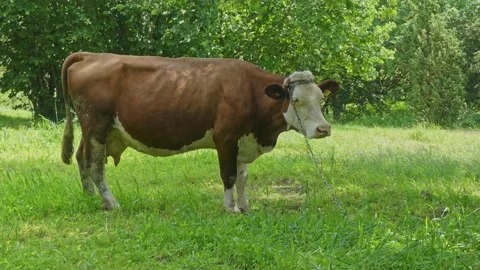 Cow on green grass Stock Footage 133737807