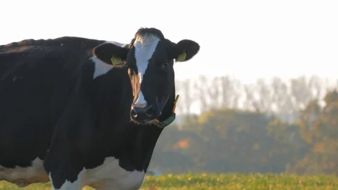 Cow on the green grass on grazing 스톡 동영상 129507046