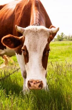 Cow on a green meadow with blue clouds. Pasture for cattle. Cow in the Stock Photos