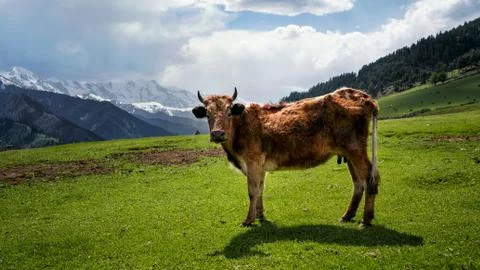 Cow on a green meadow with mountains in the background Stock Illustration