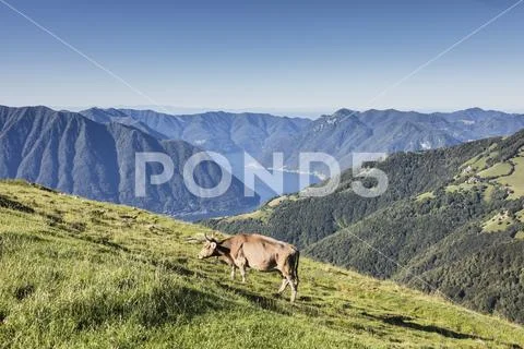 Cow in the green pastures with Lake Como Stock Photos