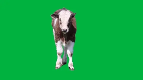 Cow Greenscreen 26 Stock Footage 198585492