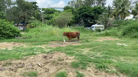 Cow on the ground Video stock 163753766