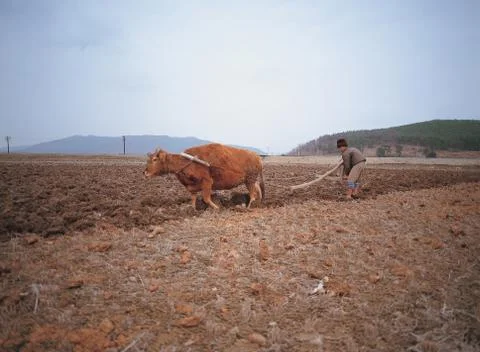Cow on Ground Stock Photos