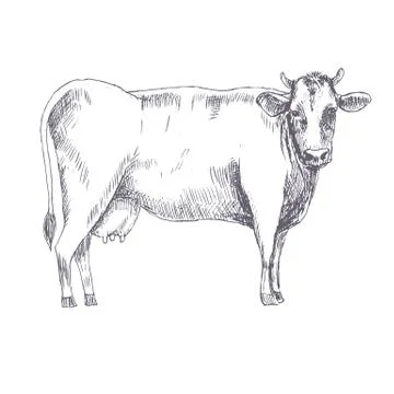 Cow hand drawn vector illustration Stock Illustration
