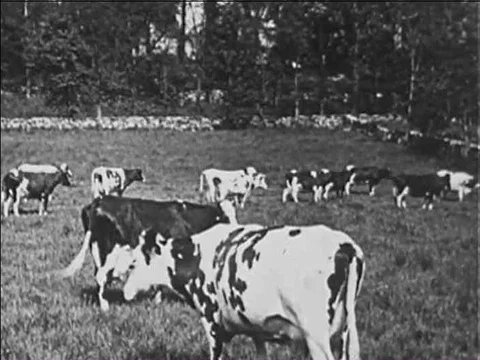The cow has a complex digestive process for eating grass. Stock Footage 75272648
