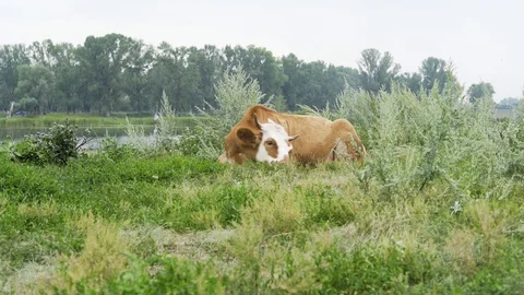 The cow has a rest at the river Stock Footage 93515652