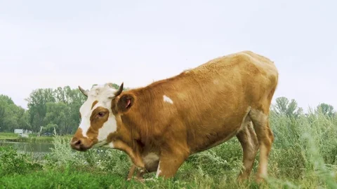 The cow has a rest at the river Stock Footage 93515760