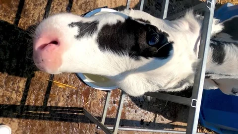 Cow has stuck its head into a fence and is trying to get out. Stock Footage 243994260
